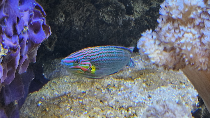 blauer gestreifter Fisch im Aquarium