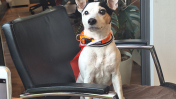 Hund von vorne im Büro