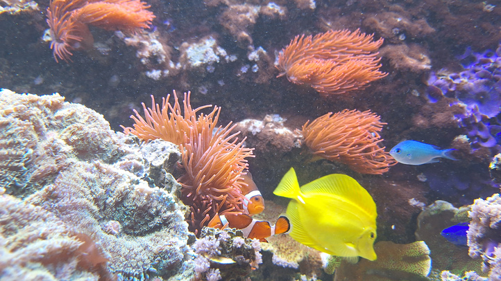 Fische im Aquarium