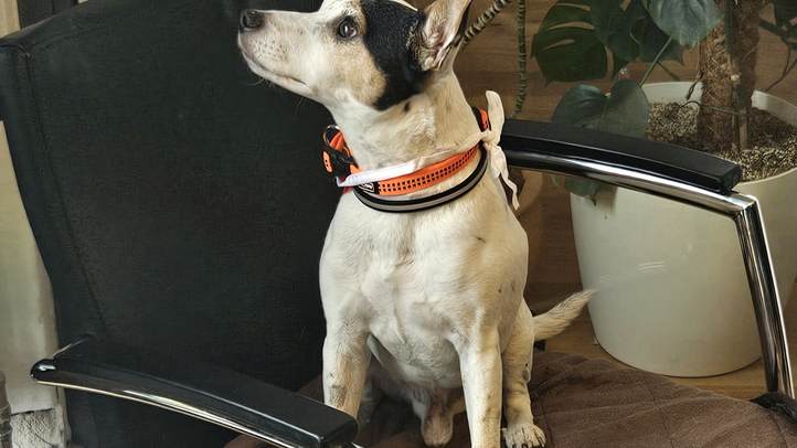 Hund auf einem Stuhl im Büro