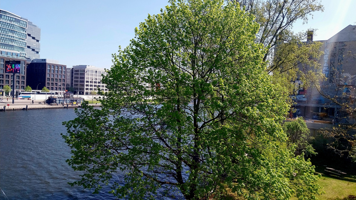 Die Spree mit dem Baum
