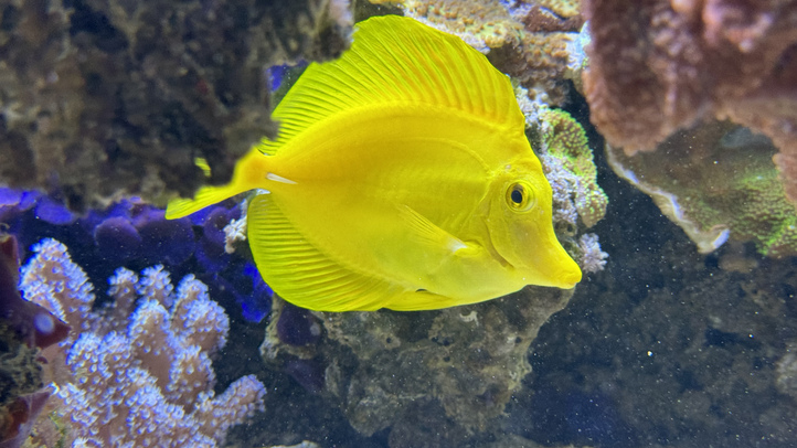 gelber Fisch im Aquarium